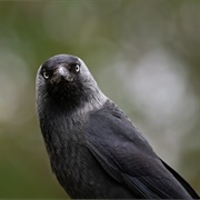 Jackdaw