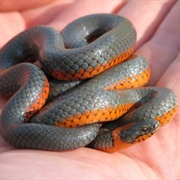 Ring Necked Snake