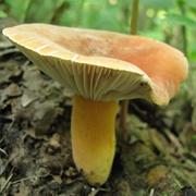 Lactifluus Hygrophoroides