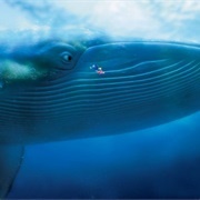 Blue Whale
