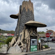 Greenfield Money Tree