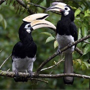 Oriental Pied Hornbill