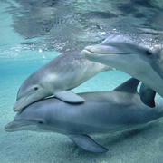 Common Bottlenose Dolphin