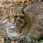 Asian Golden Cat