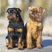 Groom a Brussels Griffon
