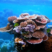 How Coral Reefs Work