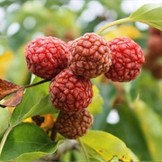 Cudrang (MacLura Tricuspidata)