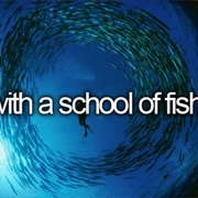 Swim With a School of Fish
