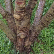 Gray-Leaf Cherry (Prunus Canescens)