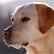 Old Yeller Statue (Mason, TX)