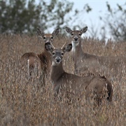 White-Tailed Deer