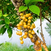 Burmese Grape (Baccaurea Ramiflora)