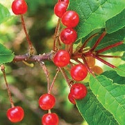 Fire Cherry (Prunus Pensylvanica)