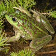 Yellow-Spotted Bell Frog (Litoria Castanea)