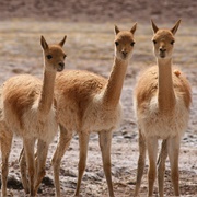 Vicuna