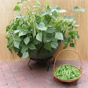 Green Bean Plant
