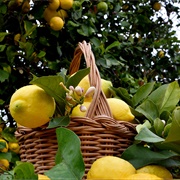 Siracusa Lemon