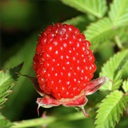 Balloon Berry (Rubus Illecebrosus)