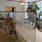 WNB Financial African Safari Exhibit