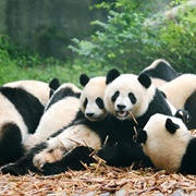 An Embarrassment of Pandas