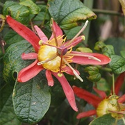 Red Passionflower (Passiflora Cinnabarina)