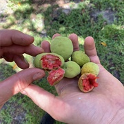 Kwai-Muk (Artocarpus Parvus)