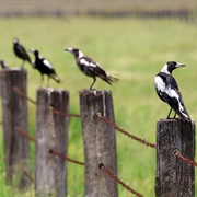 A Tiding of Magpies