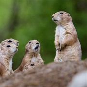 Prairie Dog