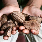 Brazil Nut