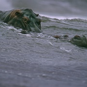 Surfing Hippos (2000)