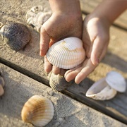 Collect Seashells