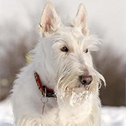 White Scottish Terrier