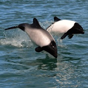 Commerson's Dolphin