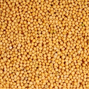 Yellow Mustard Seeds