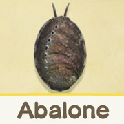 Abalone