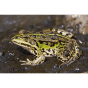Marsh Frog
