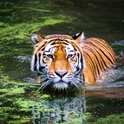 Bengal Tiger