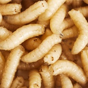 Maggots