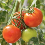 Tomato