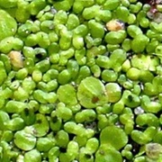 Duckweed