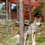 Jarvzoo Wolf Hotel