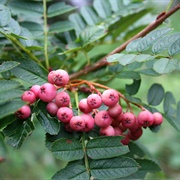 Vilmorin's Rowan (Sorbus Vilmorinii)