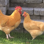 Buff Orpington