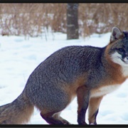 Gray Fox