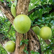 Calabash Tree (Crescentia Cujete)