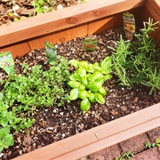 Start a Herb Garden