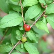 Afghan Cherry (Prunus Jacquemontii)