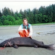 Pacific Sleeper Shark