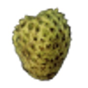 Soursop (13.54G)
