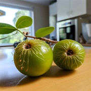 Trichosanthes Beccariana